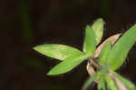 Tapered rosette grass